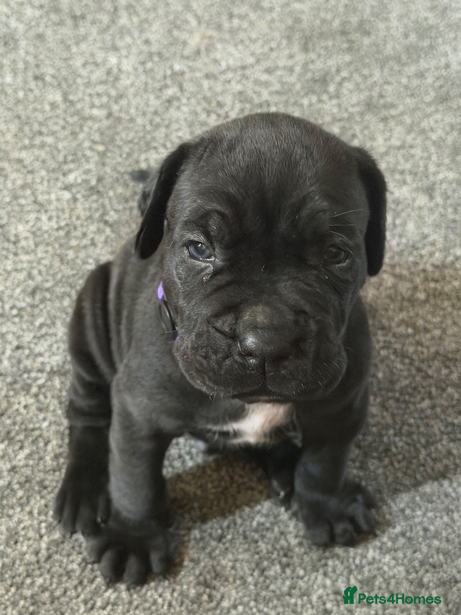 Cane Corso dogs chunky cane corso puppies  - Advert 18