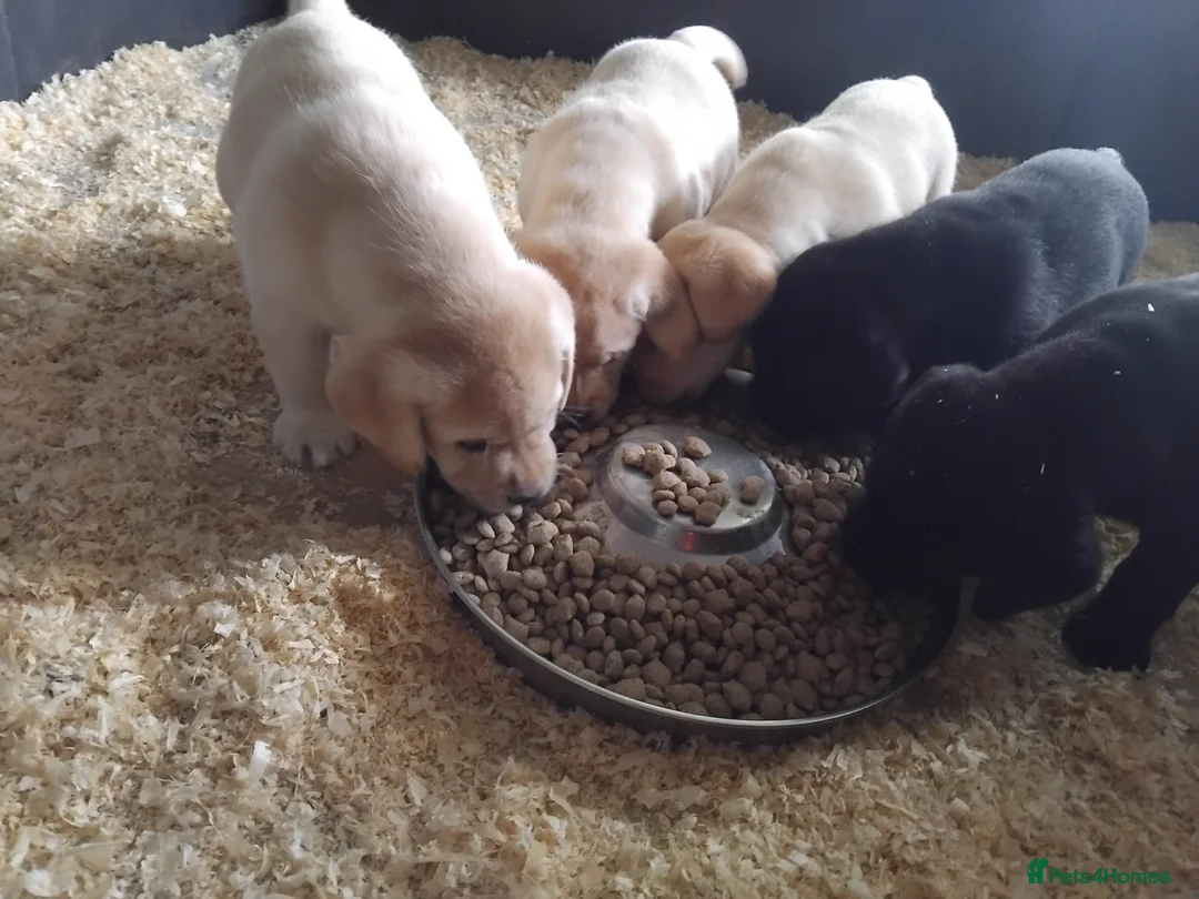 Labrador Retriever dogs for sale: Beautiful chunky show bred puppies  - Advert 2