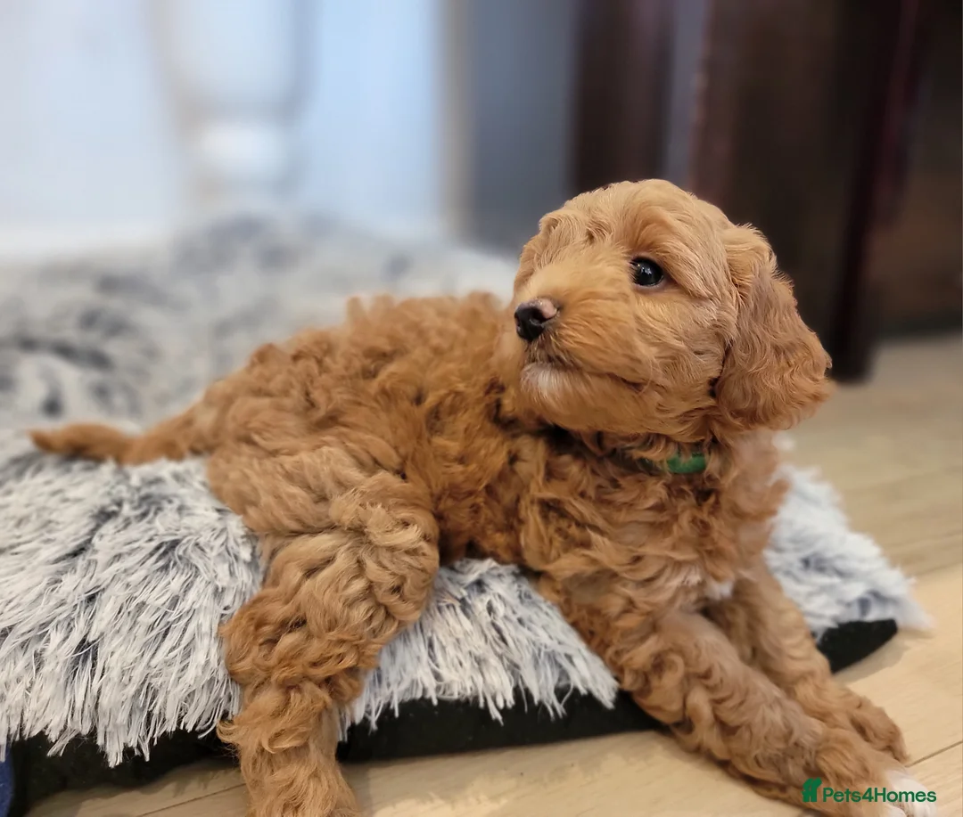 Maltipoo dogs for sale: F1b Maltipoo.   Ready to leave now  - Advert 20
