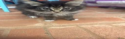 European cats for sale: Kittens  - Advert 8