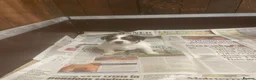 Jack Russell dogs for sale: Jack Russell  - Advert 12