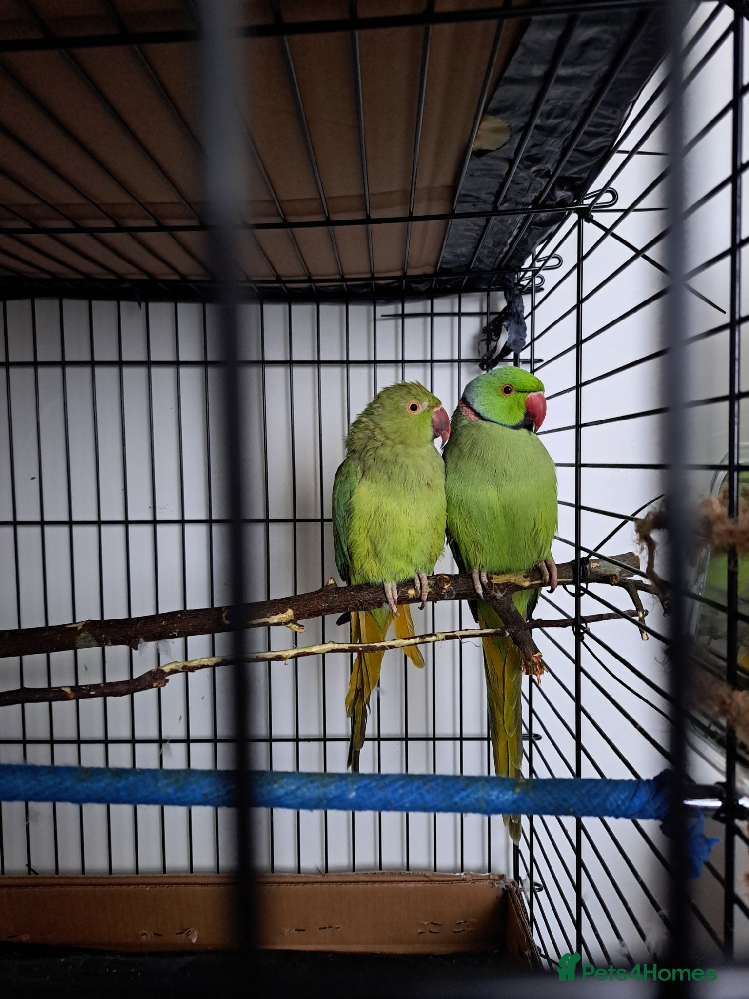 Ringnecks birds Ringneck pair (green) - Advert 1