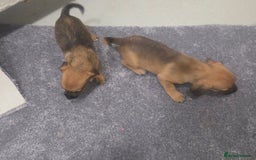 Jack Russell dogs for sale: Jack russell pups  - Image 6