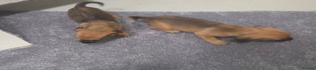 Jack Russell Puppy 2