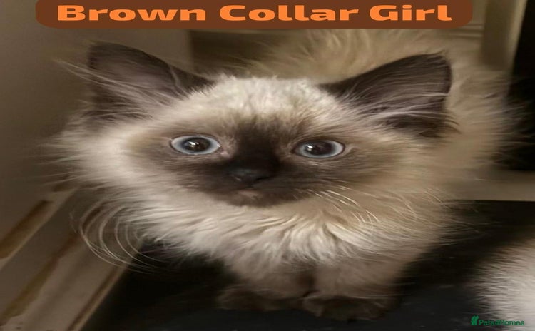 Ragdoll cats Gorgeous Championship Line Ragdoll kittens. - Advert 16