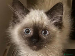 Ragdoll cats Gorgeous Championship Line Ragdoll kittens. - Advert 15