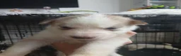 Siberian Husky dogs for sale: 2 LEFT REDUCED Stunning Siberian Husky Puppies - Advert 25