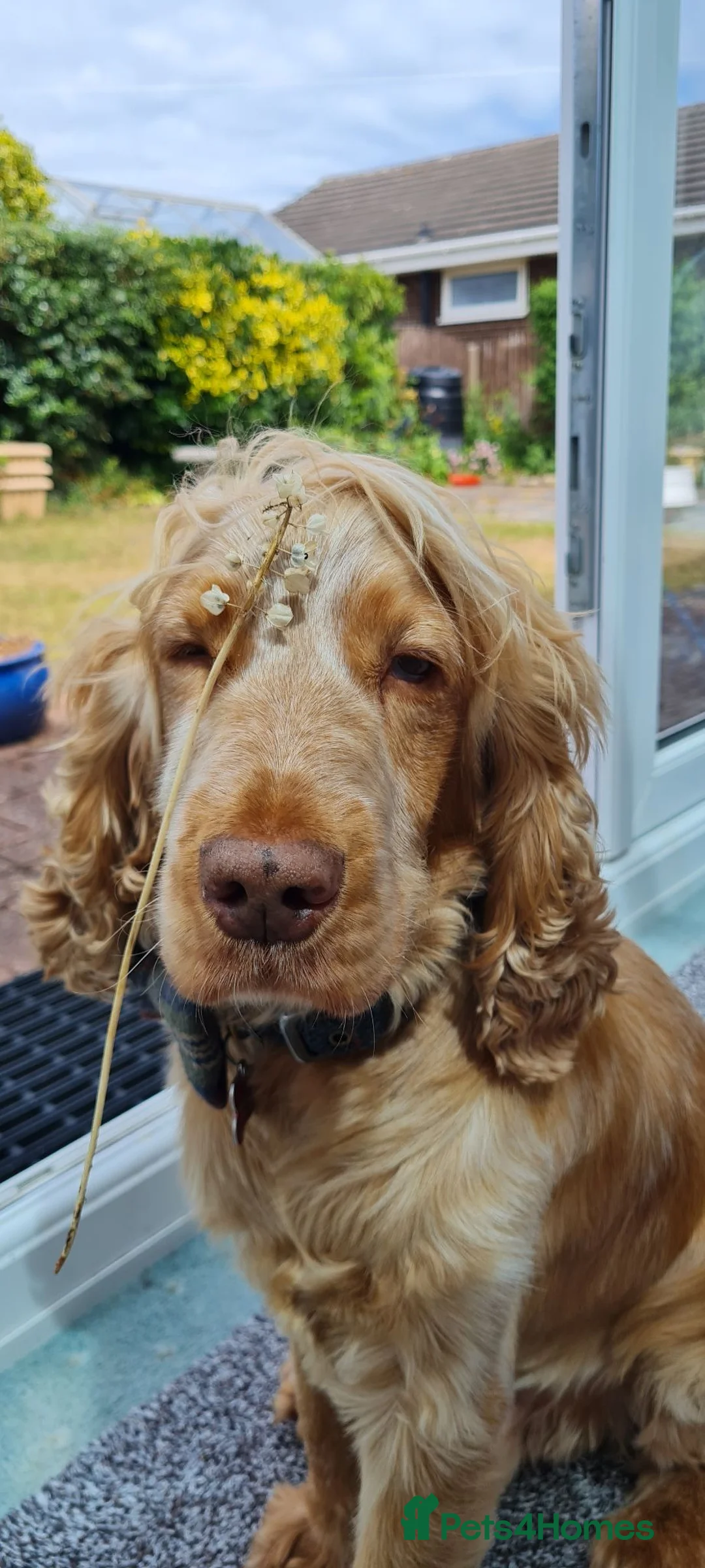 Cocker Spaniel dogs for stud: Proven Handsome Show Cocker Spaniel For Stud - Advert 2