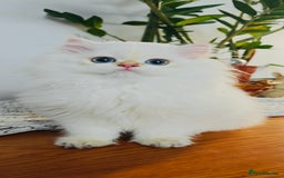 British Longhair cats for sale: ‼️🐾😍Colourpoint purebred BLH😻1 Left 🐱 - Advert 5