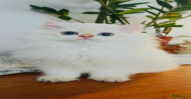 British Longhair cats - Advert 2