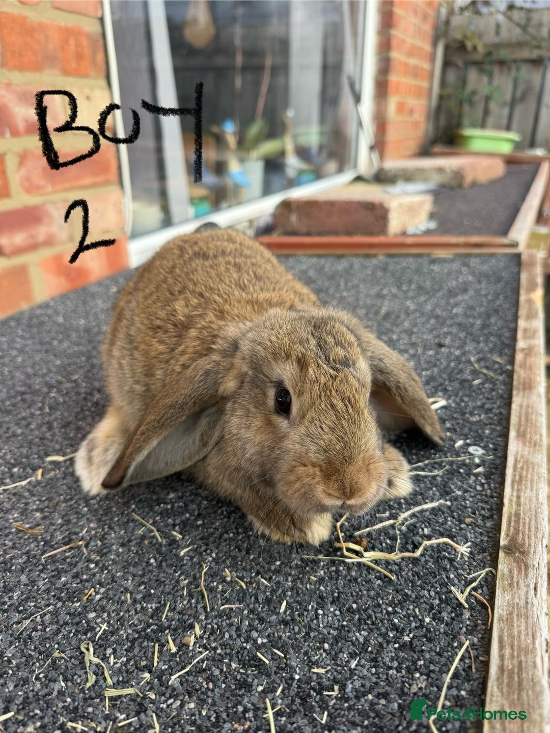 Mixed Breed rabbits for sale: Mixed breeds rabbits 8-12 weeks old  - Image 5
