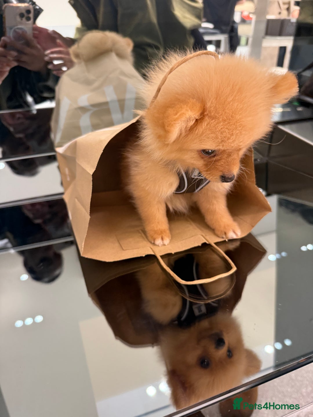 Pomeranian dogs for sale: Baby chino- 4 month old pom - Advert 3