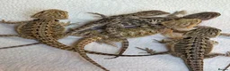Bearded Dragon reptiles for sale: Baby bearded dragons READY NOW - Advert 1