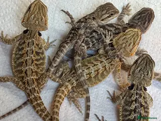 Bearded Dragon reptiles Baby bearded dragons READY NOW - Advert 13