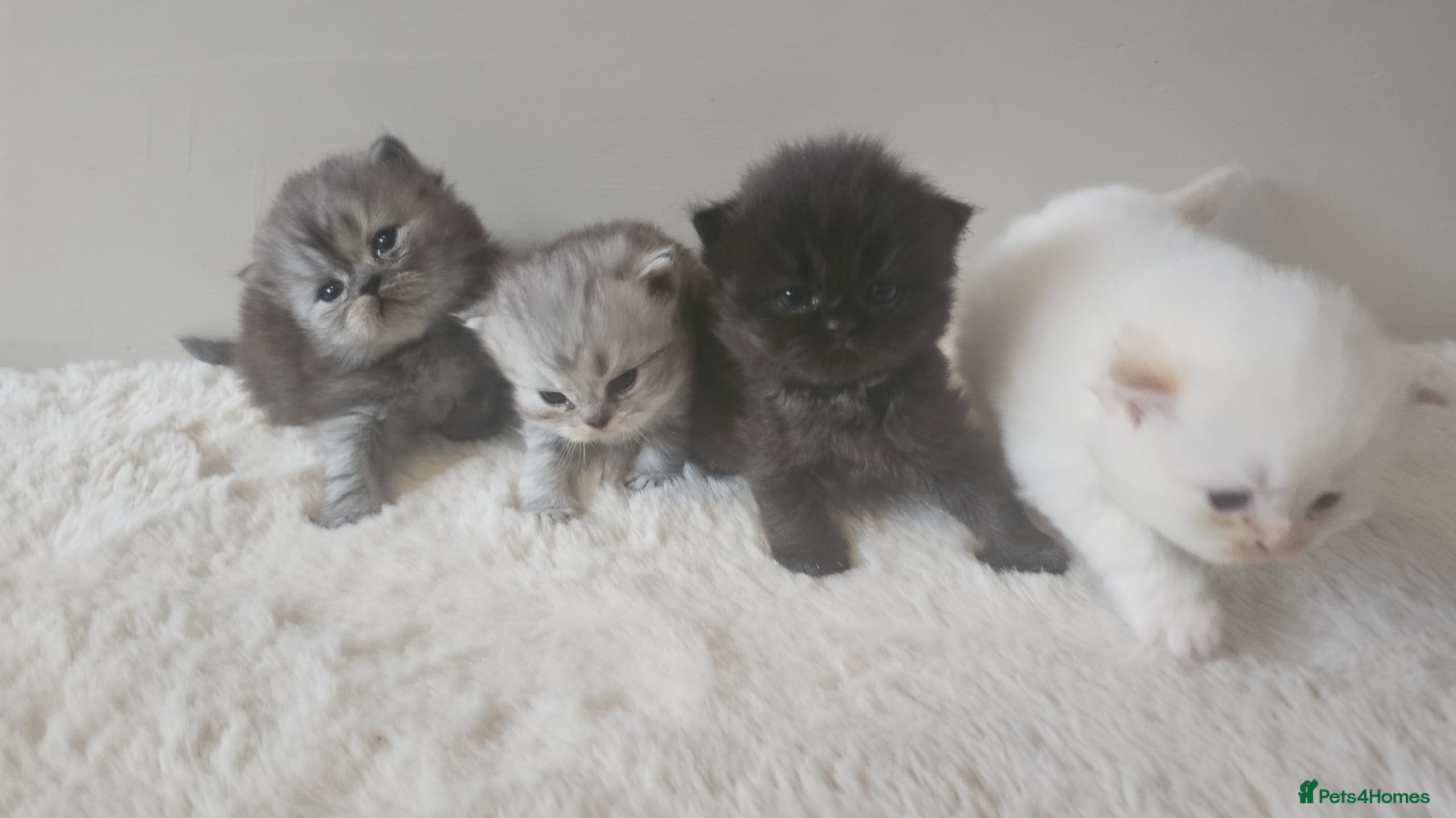 Persian cats Persian kittens for reserve🖤 - Advert 8