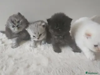 Persian cats Persian kittens for reserve🖤 - Advert 8