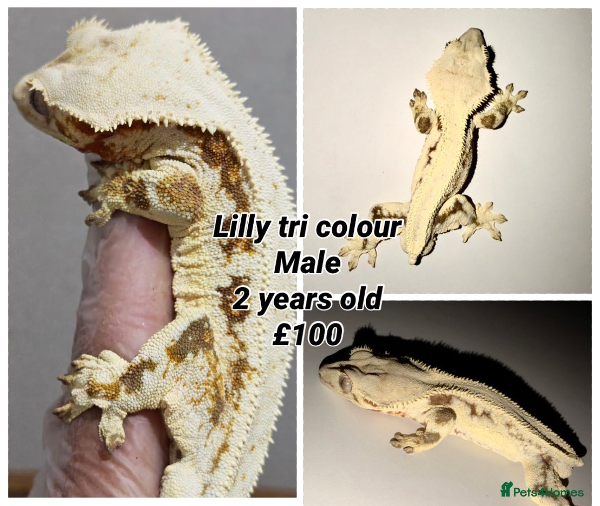Gecko reptiles Stunning Crested Geckos - Advert 3