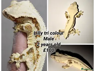Gecko reptiles Stunning Crested Geckos - Advert 3
