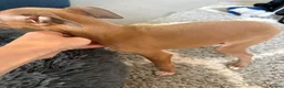 Italian Greyhound dogs for sale: 10 week old male Italian Greyhound - Advert 4