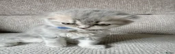Scottish Fold cats for sale: Beautiful Scottish Fold Kittens 🐾 in Huntingdon - Advert 3