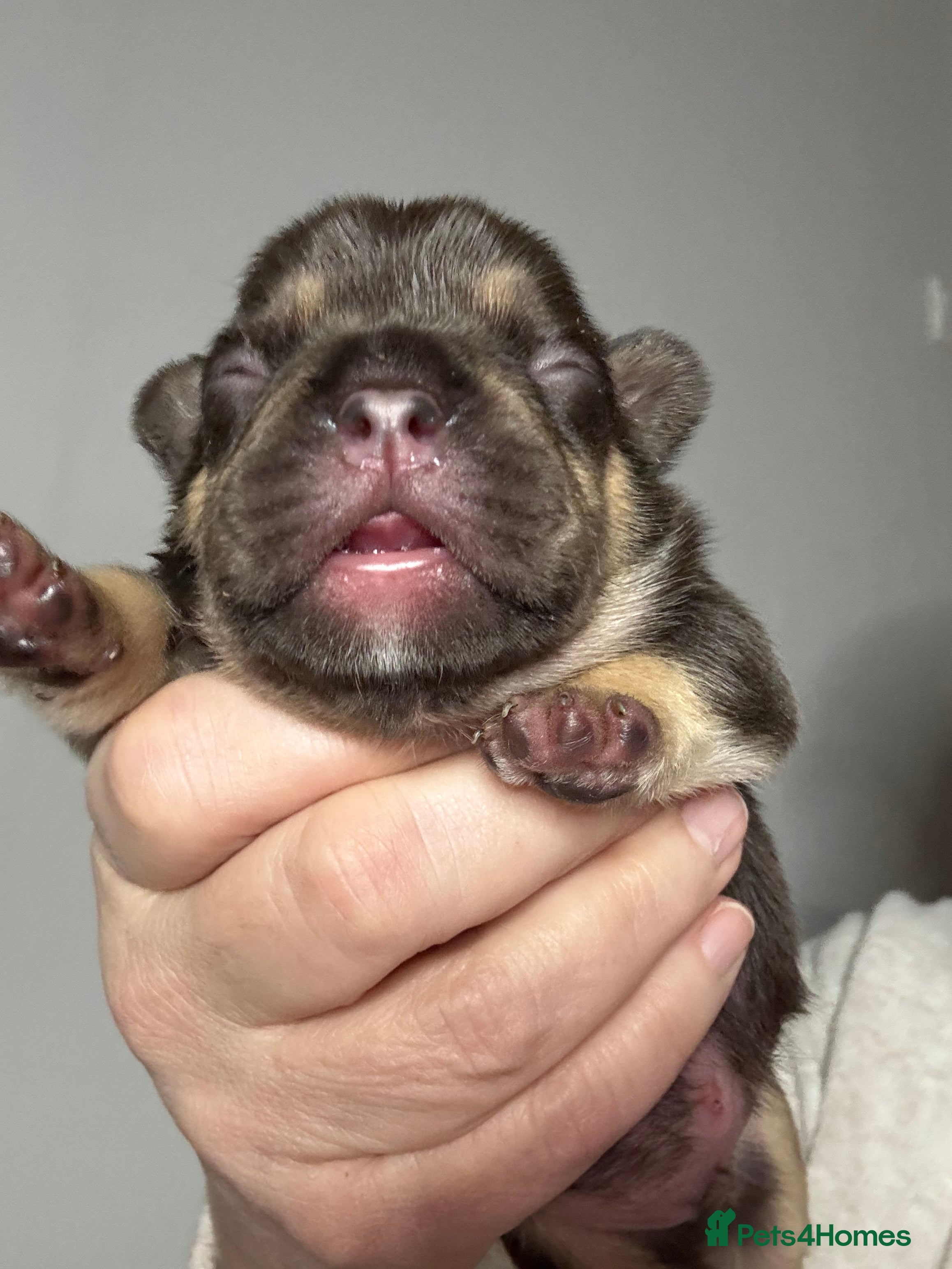 French Bulldog dogs French Bulldog puppies  - Advert 17