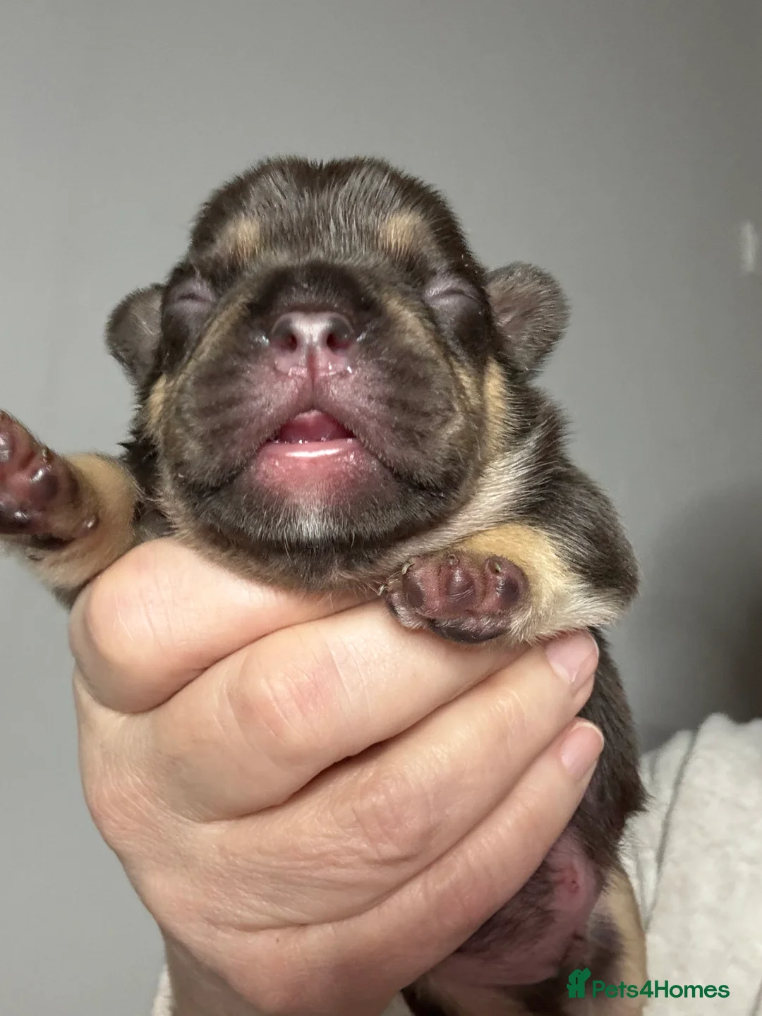 French Bulldog dogs for sale: French Bulldog puppies  - Advert 7