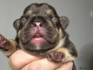 French Bulldog dogs French Bulldog puppies - Advert 17