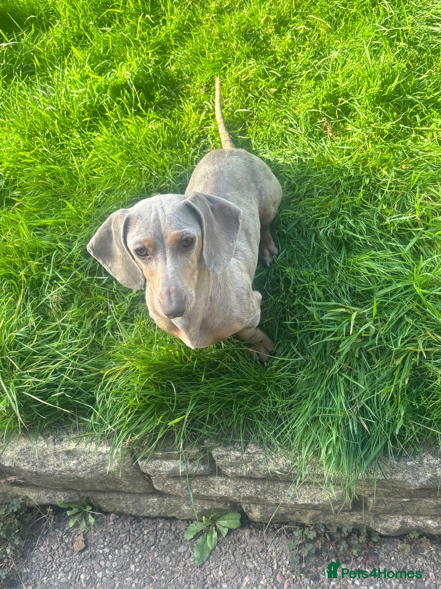 Miniature Dachshund dogs Miniature dachshund - Advert 5