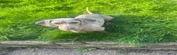 Miniature Dachshund dogs for sale: Miniature dachshund in Birmingham - Advert 1