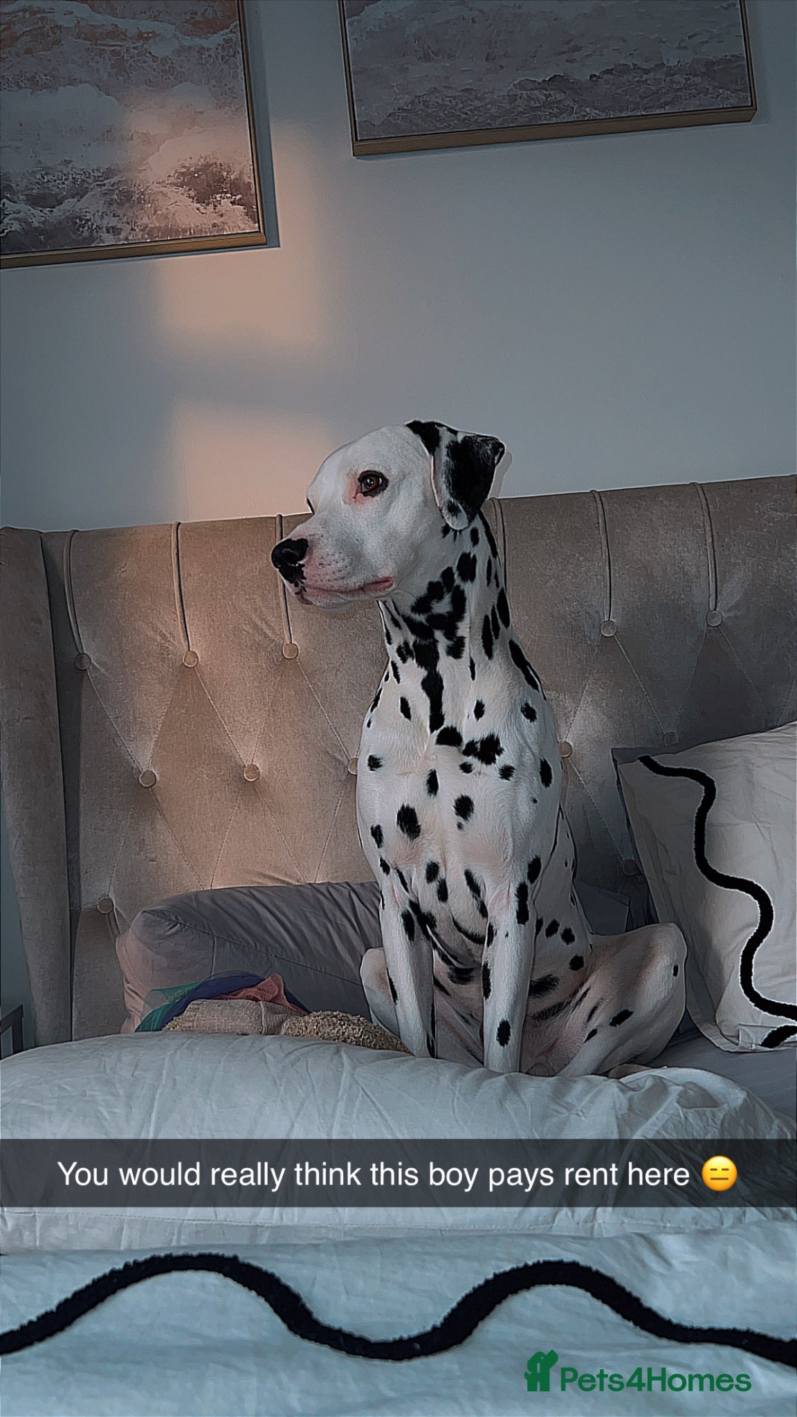 Dalmatian dogs Beautiful Male Dalmatian  - Advert 2