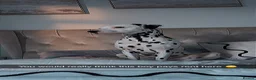 Dalmatian dogs for stud: Beautiful Male Dalmatian  - Advert 1
