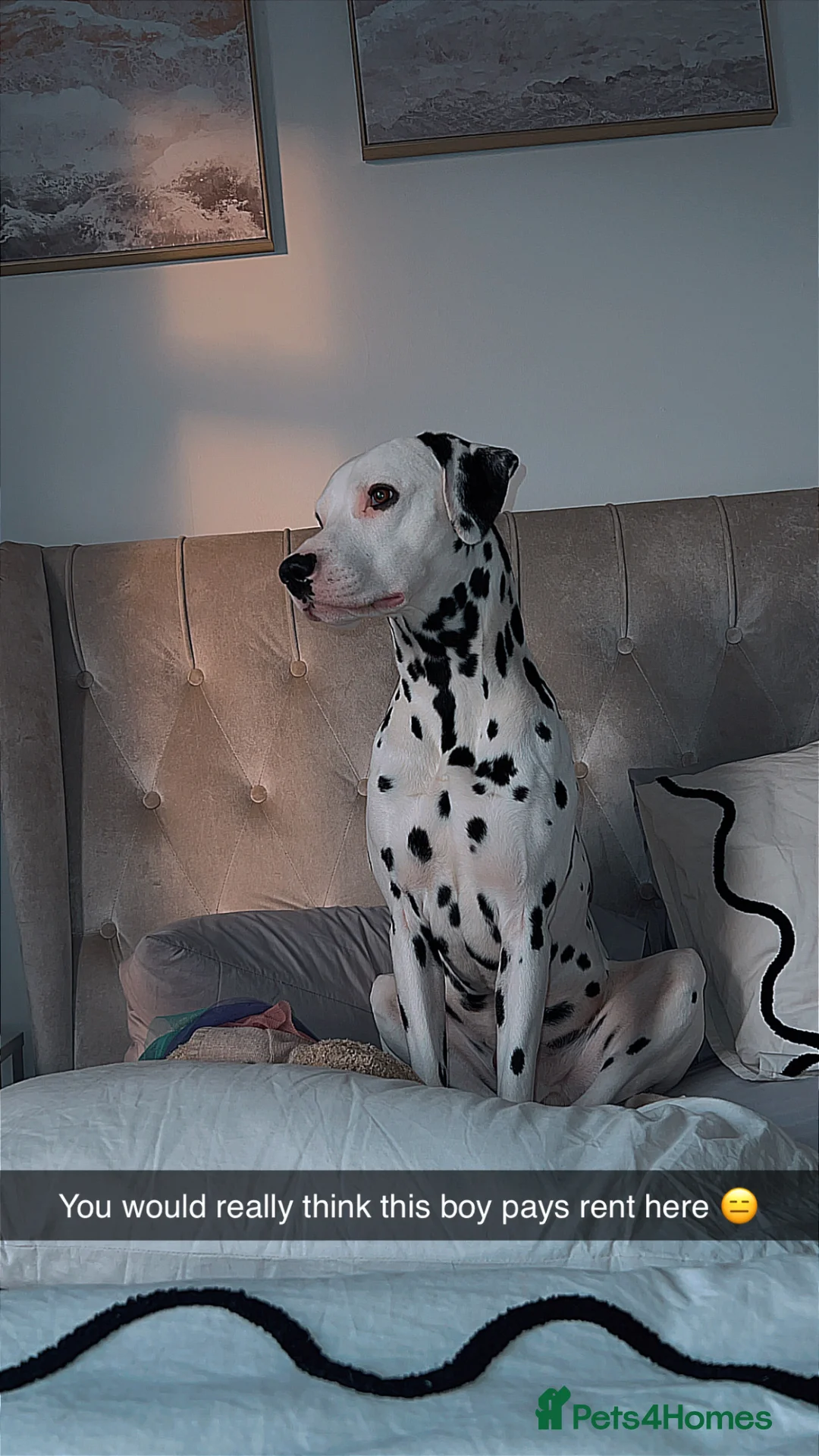 Dalmatian dogs for stud: Beautiful Male Dalmatian  - Advert 1