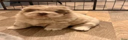 Chow Chow dogs for sale: Chow chow puppies  in Sandbach - Advert 6