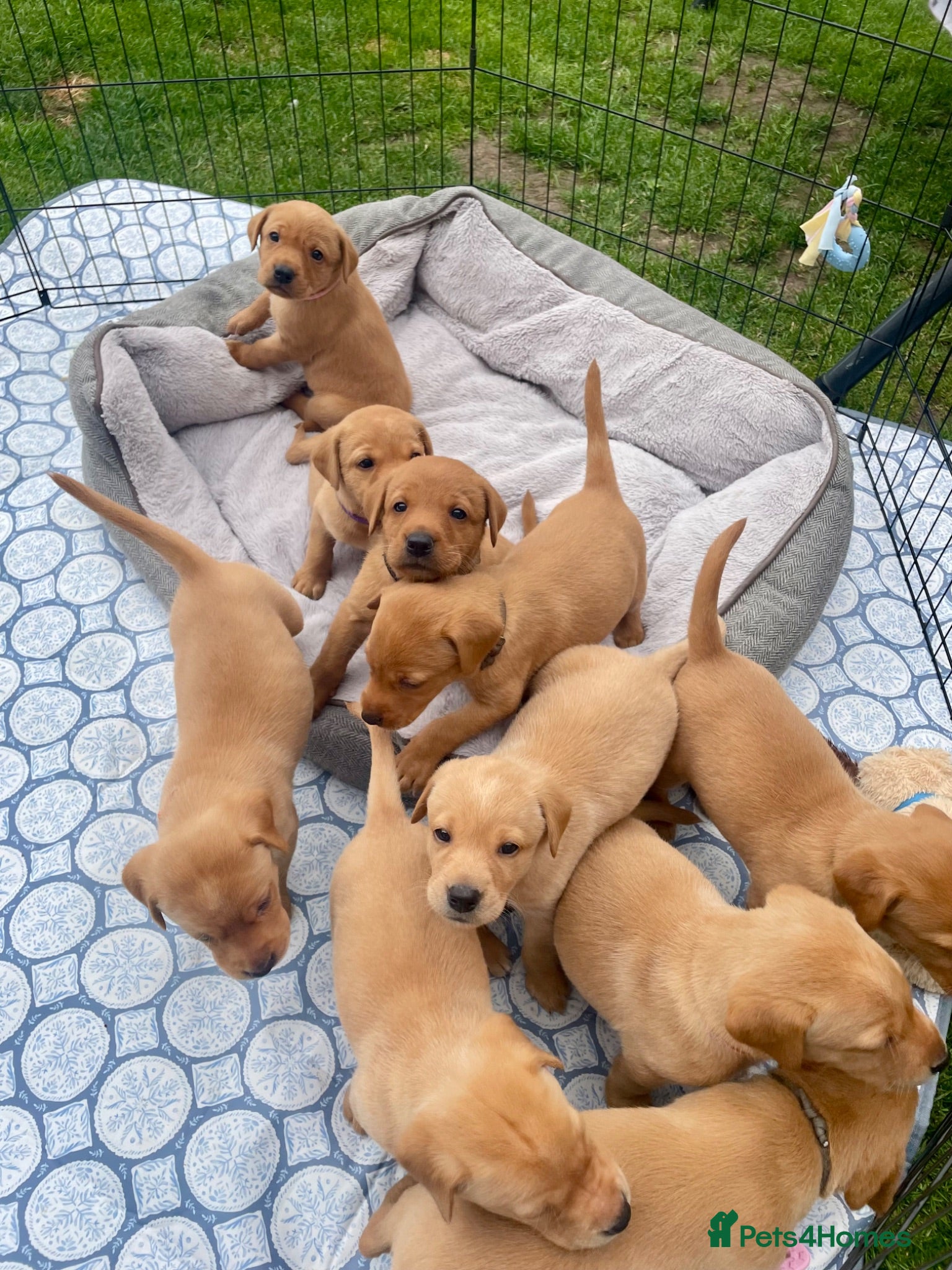 Labrador Retriever dogs Beautiful Litter of 10 Red Fox Labrador Puppies 🐾 - Advert 12