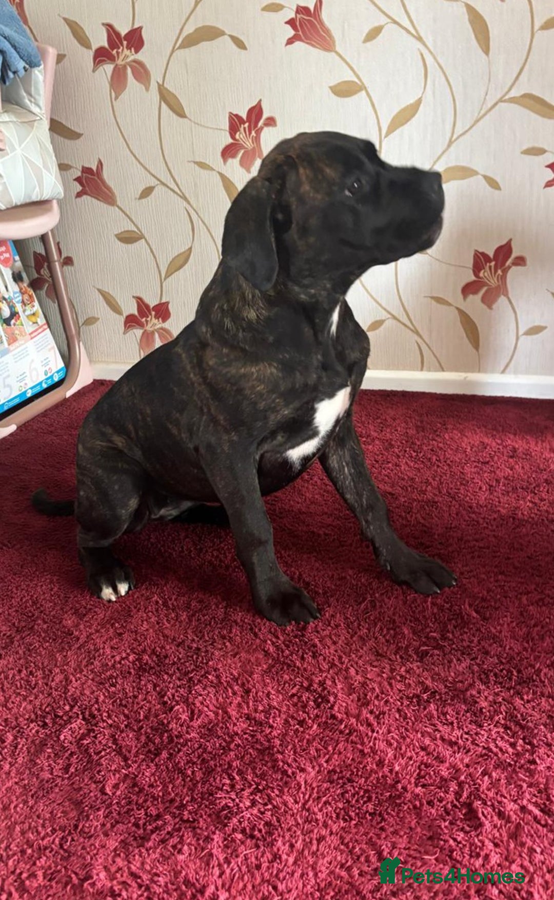 Cane Corso dogs for sale: Italian cane corso puppies  - Image 7