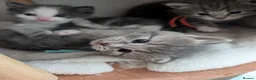 Maine Coon cats for sale: 7 gorgeous maine coon cross kittens  - Advert 15