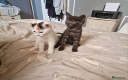 Mixed Breed cats for sale: Kittens in Saint Leonards-on-sea - Image 15