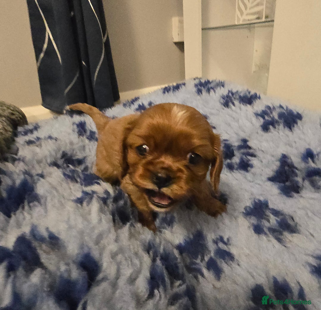 Cavalier King Charles Spaniel dogs for sale: Beautiful KC Registered. Health Tested Parents. - Advert 3