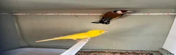 Finches birds for sale: Muling pair  - Advert 2