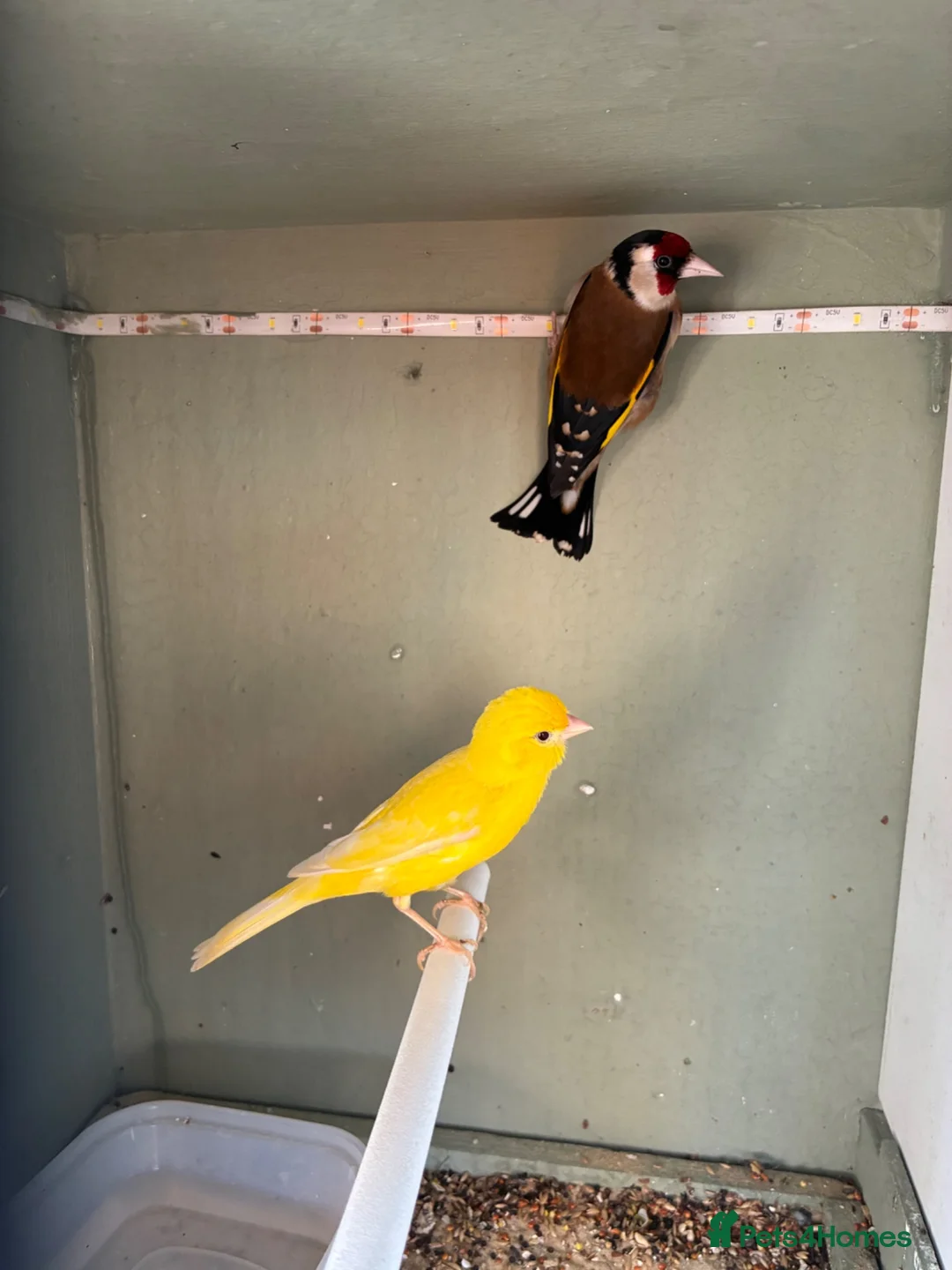 Finches birds for sale: Muling pair  - Advert 2