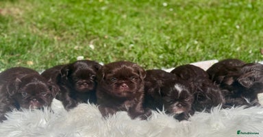 Shih Tzu dogs in Telford - Advert 3
