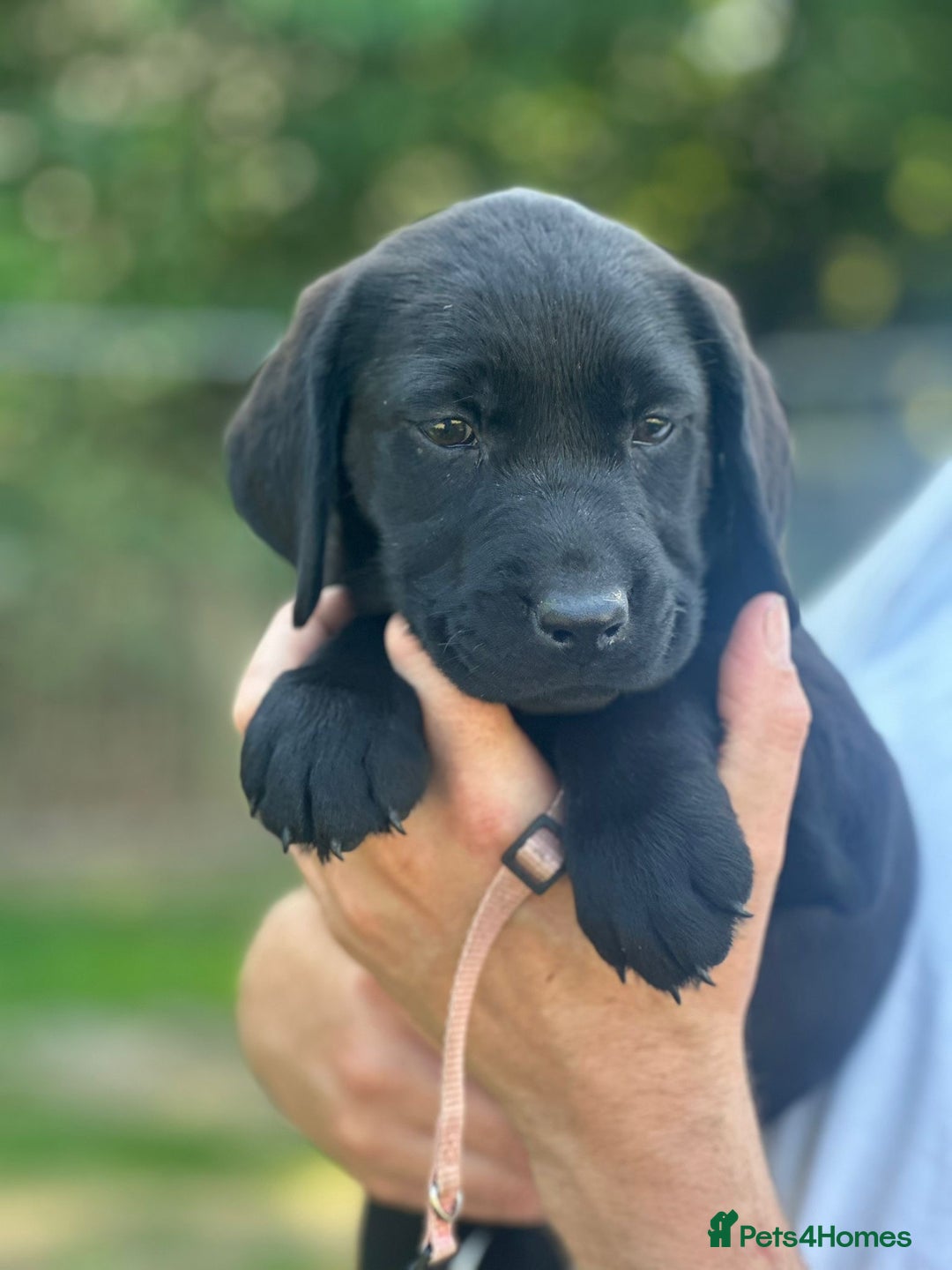 Labrador Retriever dogs for sale: Chunky show type Black Ladrador Puppies - Image 3