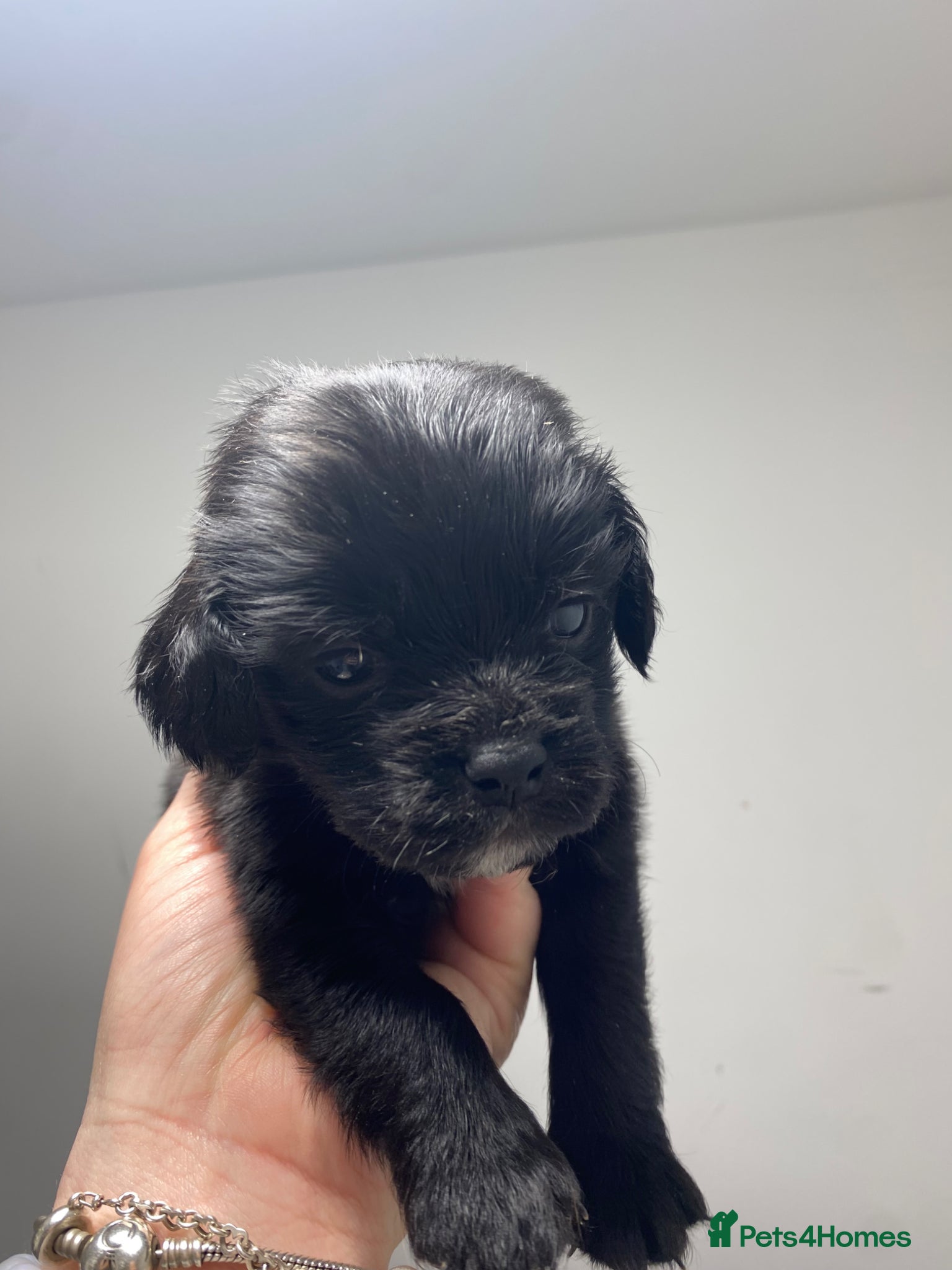 Cocker Spaniel dogs Cocker Spaniel Puppies – Ready to Leave 20/04/2026 - Advert 1