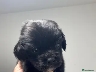 Cocker Spaniel dogs Cocker Spaniel Puppies – Ready to Leave 20/04/2026 - Advert 1