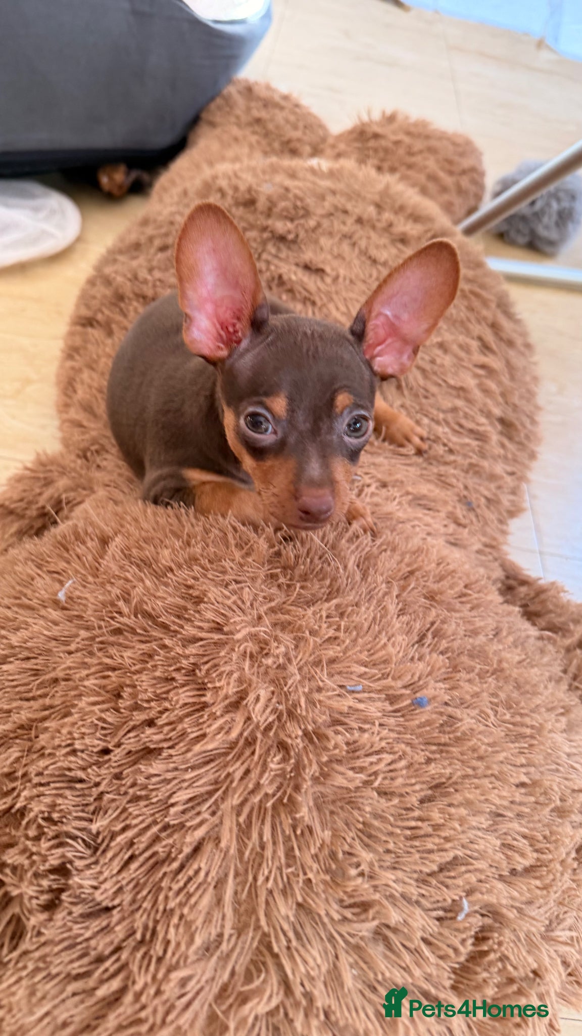 Russian Toy Terrier dogs Russian Toy Terrier - Advert 2