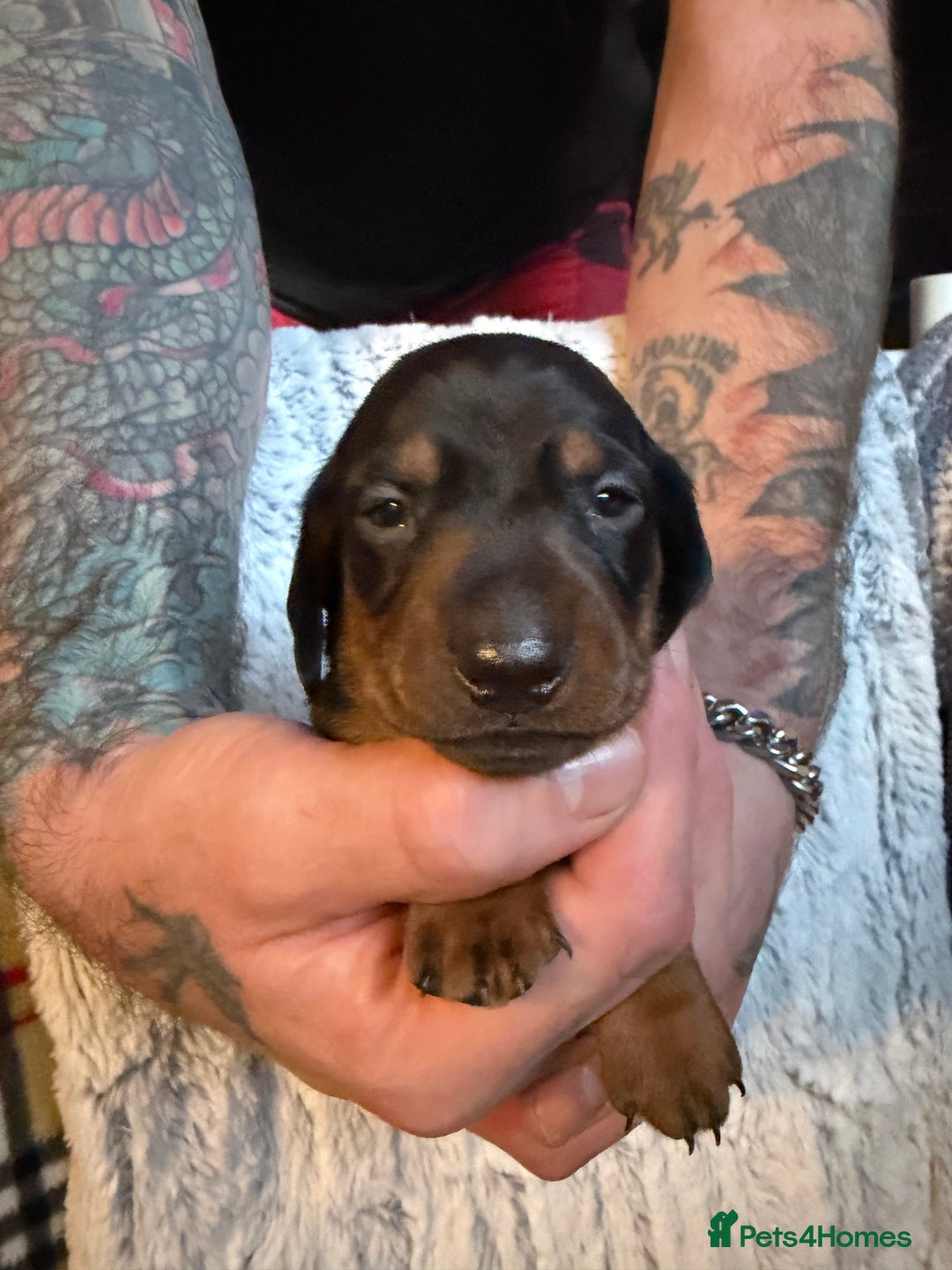 Dachshund dogs for sale: 6 Absolutely stunning dachshund  puppies for sale - Advert 26