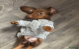 Miniature Dachshund dogs for sale: Stunning minature dachshund puppies - Image 26