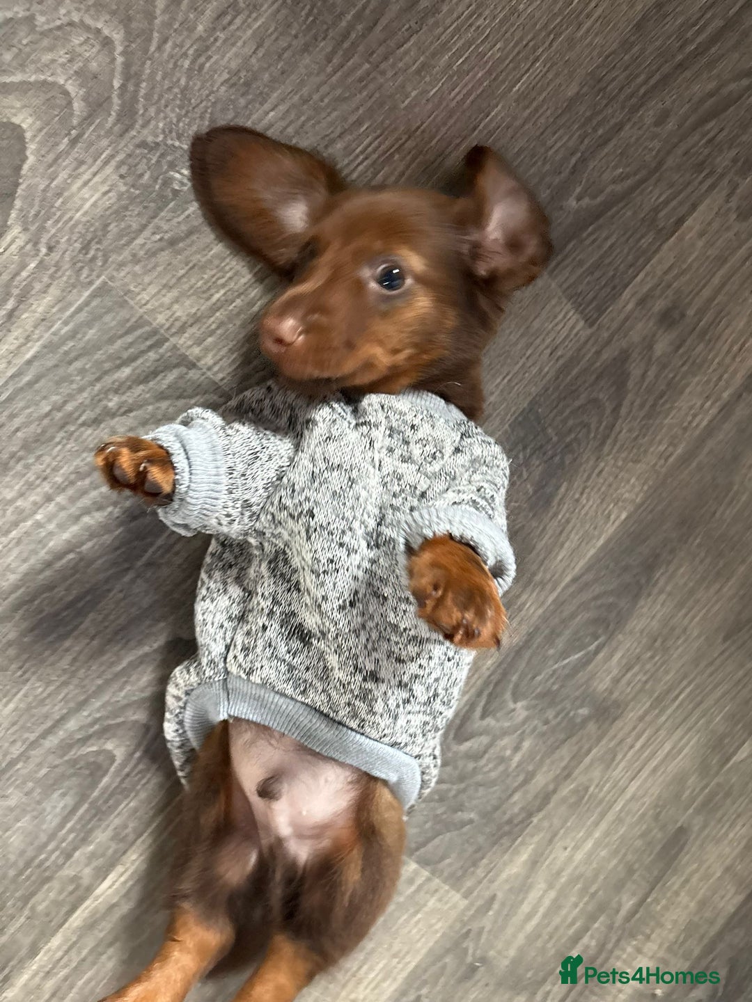 Miniature Dachshund dogs for sale: Stunning minature dachshund puppies - Image 26