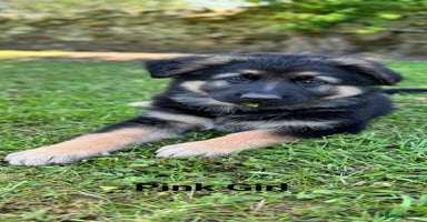 German Shepherd dogs - Advert 2