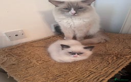 Ragdoll cats for sale: Beautiful Boy Dolls. 🐱 - Image 5